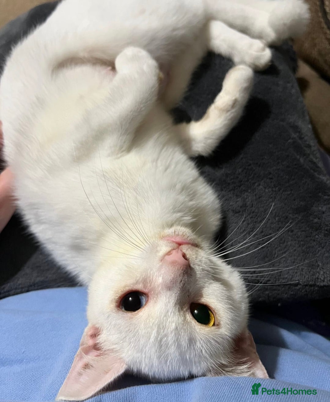 Domestic Shorthair cats for sale: Sweet Cat to Rehome (Read Description) - Image 1