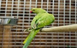 Ringnecks birds for sale: Indian ring neck - Image 5