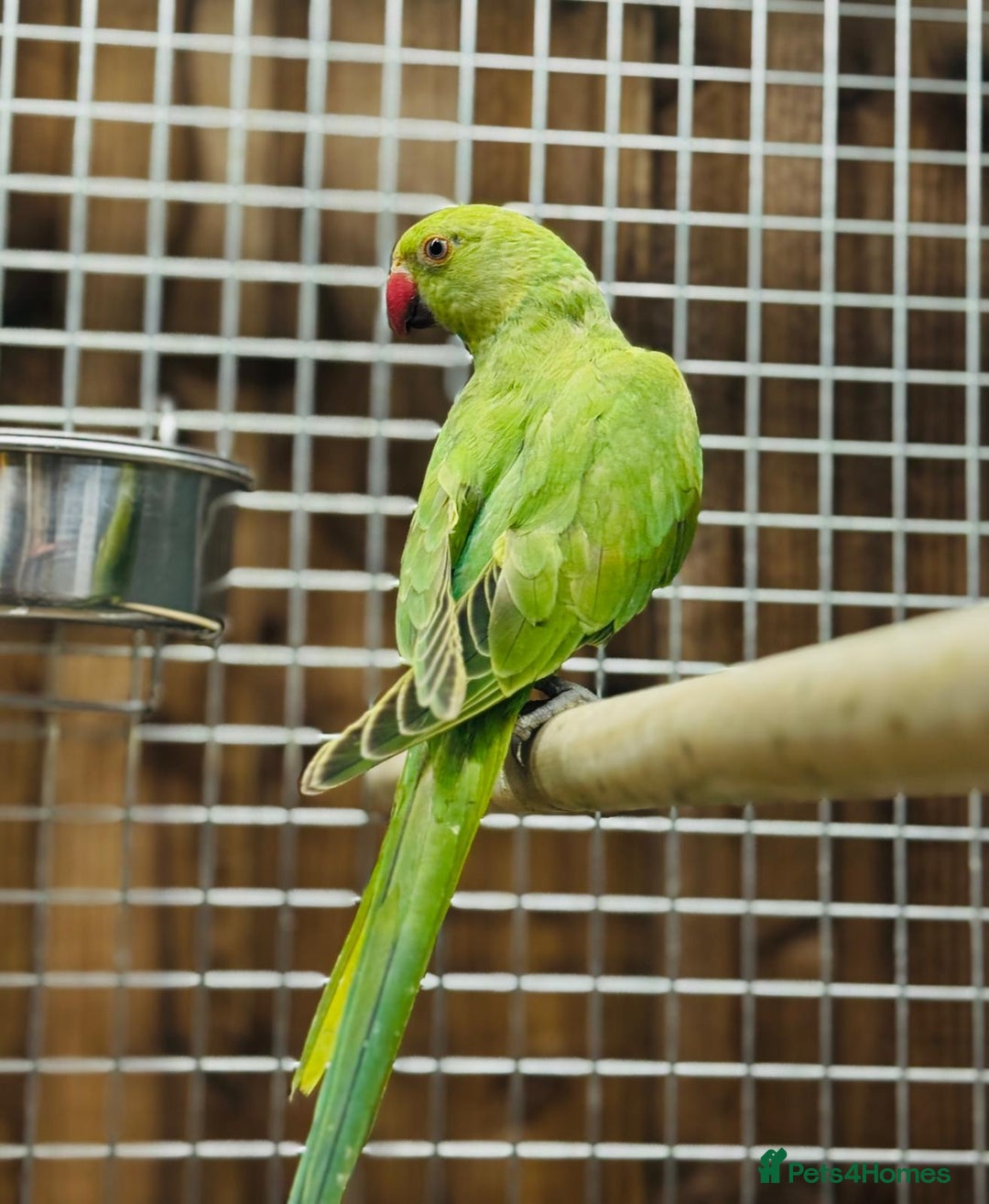 Ringnecks birds for sale: Indian ring neck - Image 5