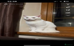 Domestic Shorthair cats for sale: BEAUTIFUL SHORTHAIR KITTENS 🌸 (8 WEEK) - Image 5