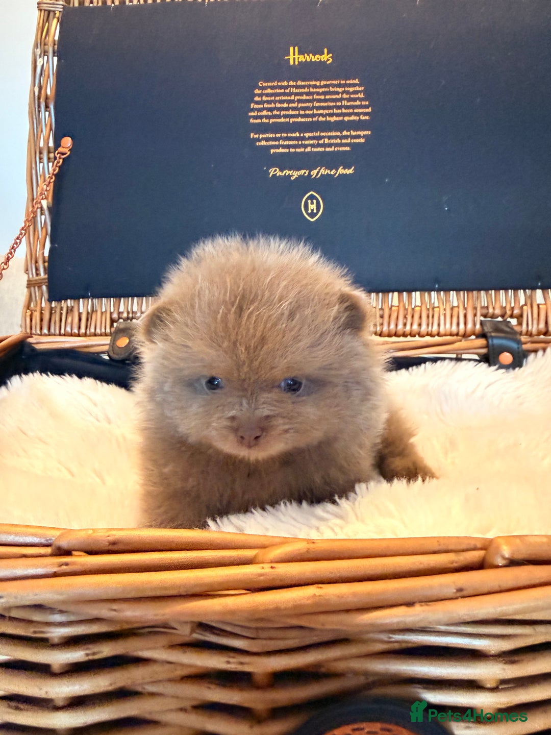 Pomeranian dogs for sale: KC Registered Lilac Pomeranian Puppies 💜 - Advert 5