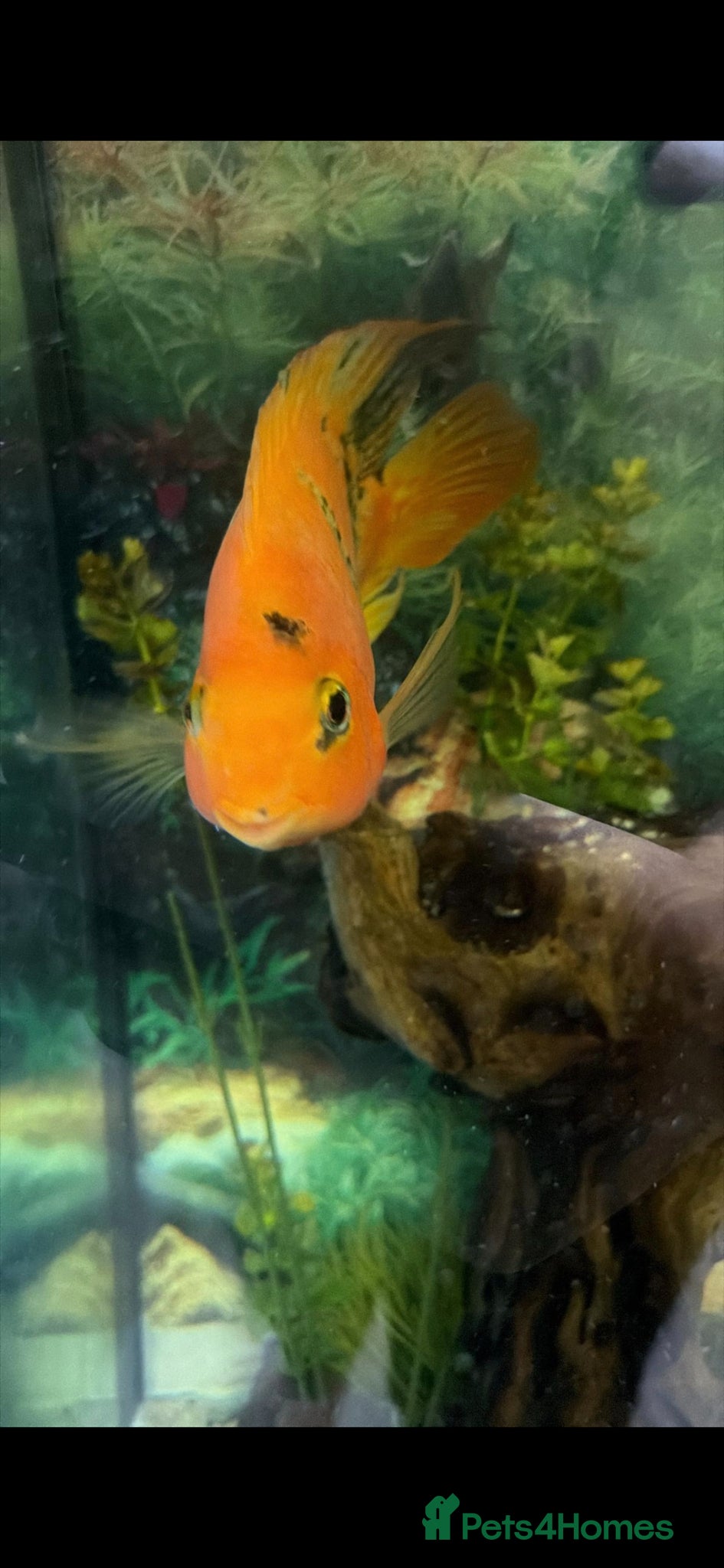 Cichlids fish 7 inch Red tiger king kong parrot fish for sale  - Advert 1