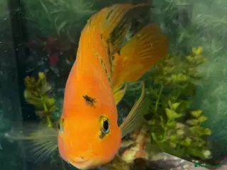 Cichlids fish 7 inch Red tiger king kong parrot fish for sale - Advert 1