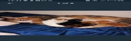 Mixed Breed cats for sale: Kittens for sale  in Airdrie - Advert 1