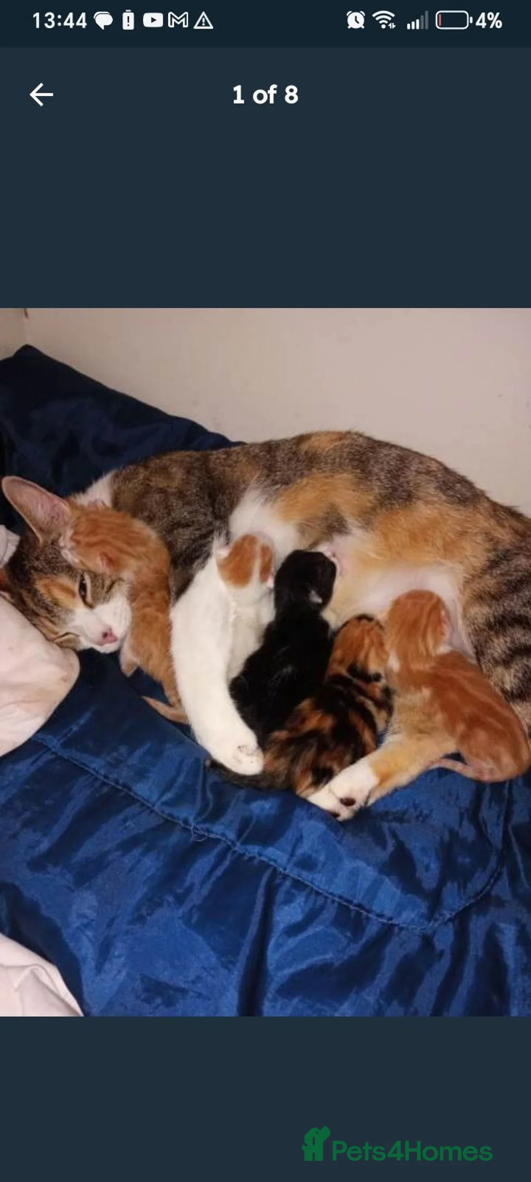 Mixed Breed cats for sale: Kittens for sale  in Airdrie - Advert 1