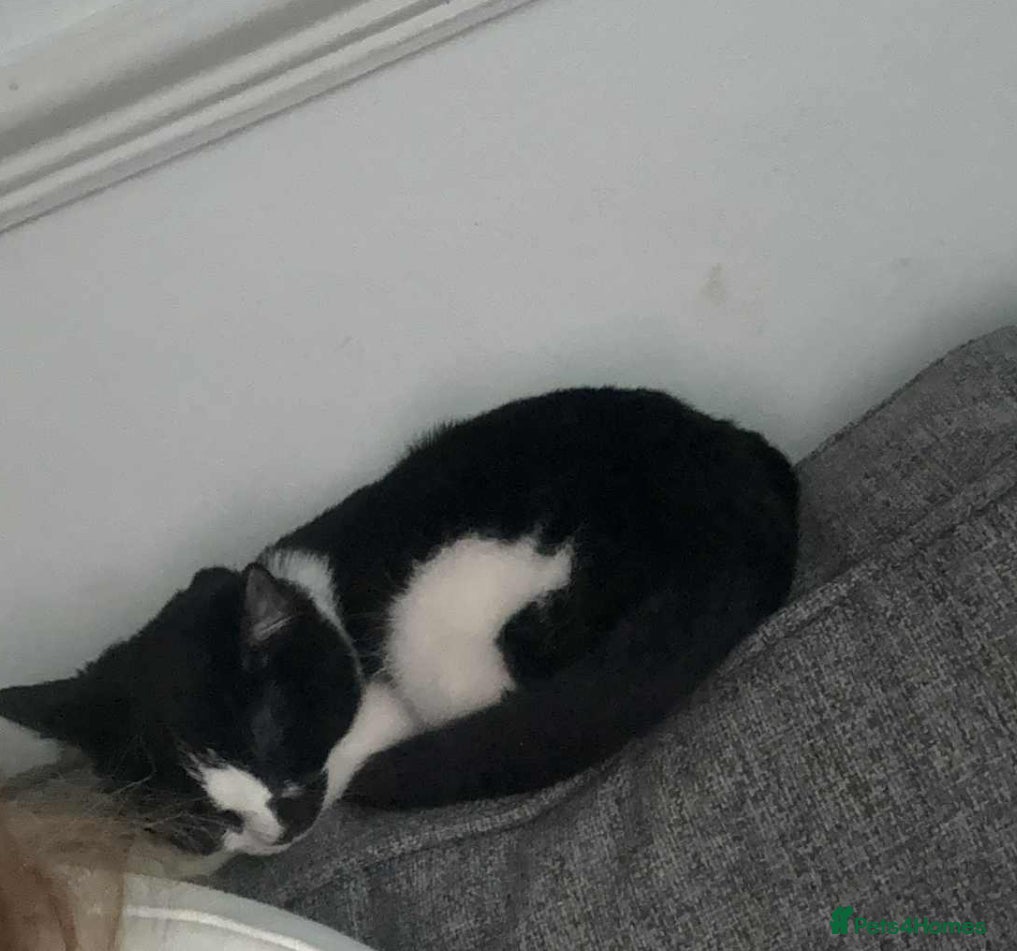 Mixed Breed cats Loving cats needs a new home - Advert 1