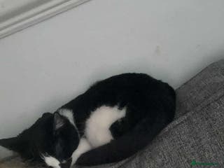 Mixed Breed cats Loving cats needs a new home - Advert 18