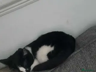 Mixed Breed cats Loving cats needs a new home - Advert 15