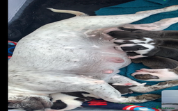 Mixed Breed dogs for sale: Bulldogs for sale  - Image 1