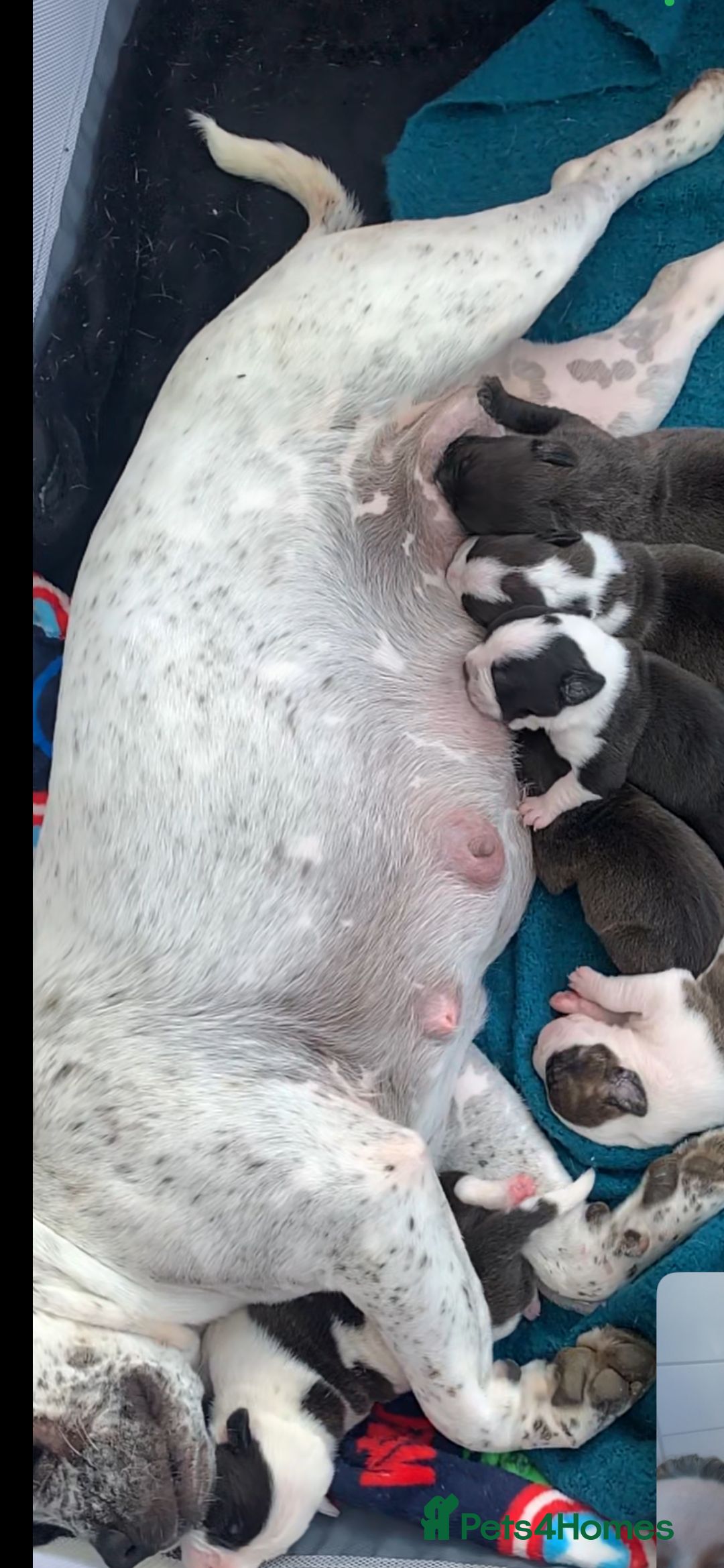 Mixed Breed dogs for sale: Bulldogs for sale  - Image 1