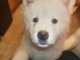 Akita dogs 2 Akita puppys ready to leave now - Advert 17