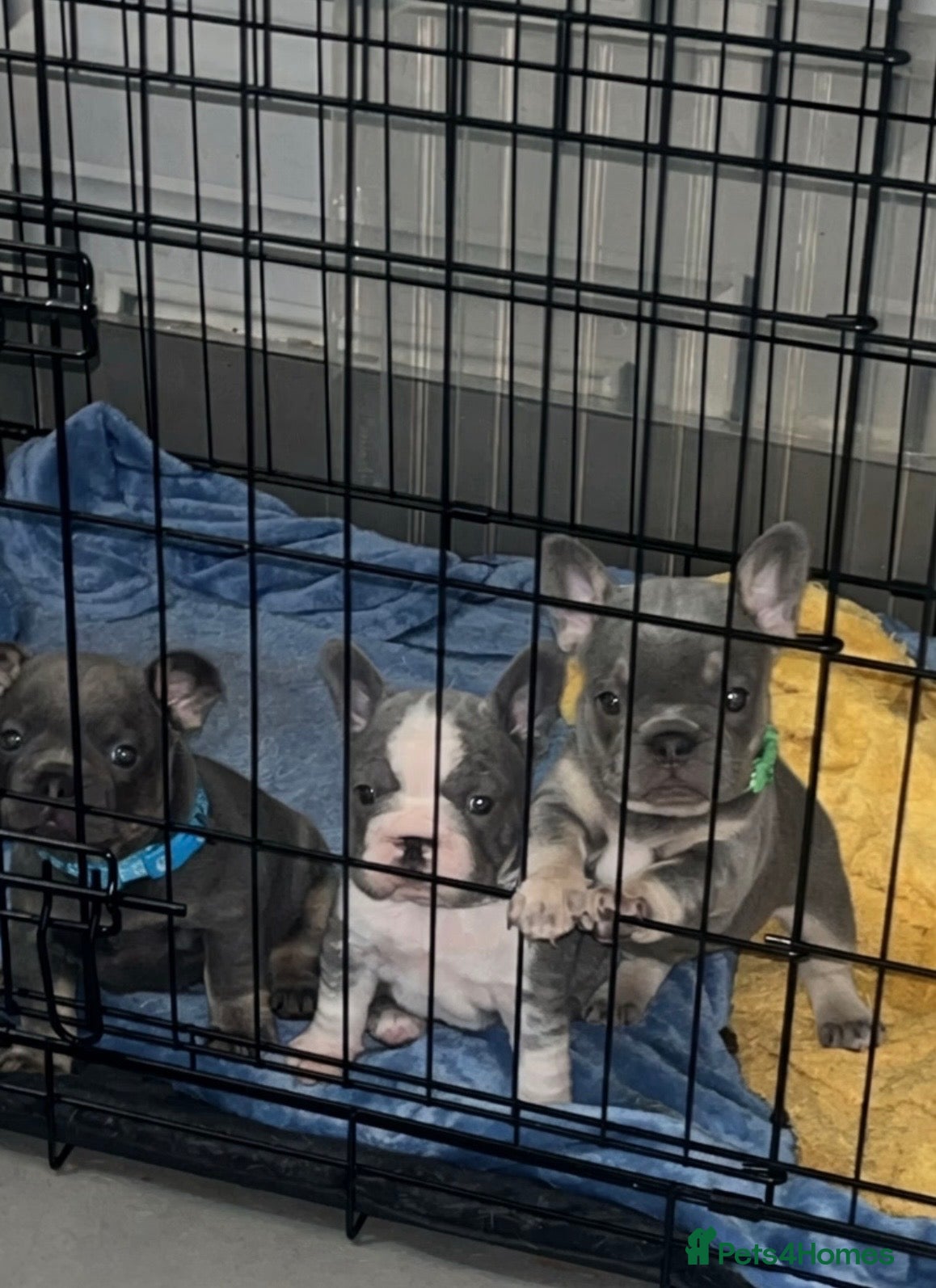 French Bulldog dogs French bulldogs - Advert 20