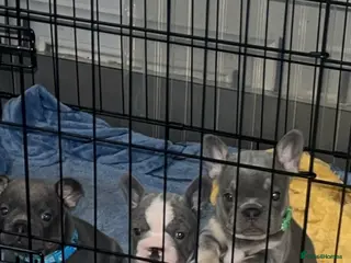 French Bulldog dogs French bulldogs - Advert 15