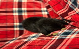 Mini Lop rabbits for sale: Beautiful Baby Mini Lops - Image 9