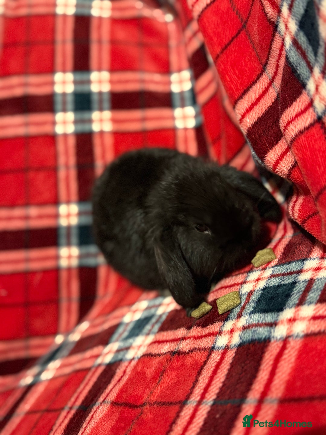Mini Lop rabbits for sale: Beautiful Baby Mini Lops - Image 9