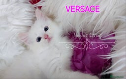 Ragdoll cats for sale: BEAUTIFUL CROSS RAGDOLL/PERSIAN 😻😻😻😻 - Image 7