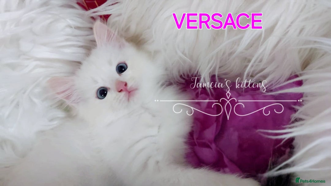 Ragdoll cats for sale: BEAUTIFUL CROSS RAGDOLL/PERSIAN 😻😻😻😻 - Image 7