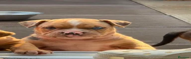 American Bully 1