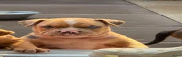American Bully dogs for sale: Abkc American pockets - Advert 7
