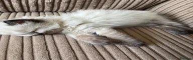 Ragdoll 4