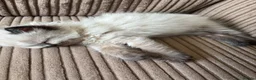 Ragdoll cats for sale: Ragdoll kittens born 10/07/26 4 left  - Advert 5
