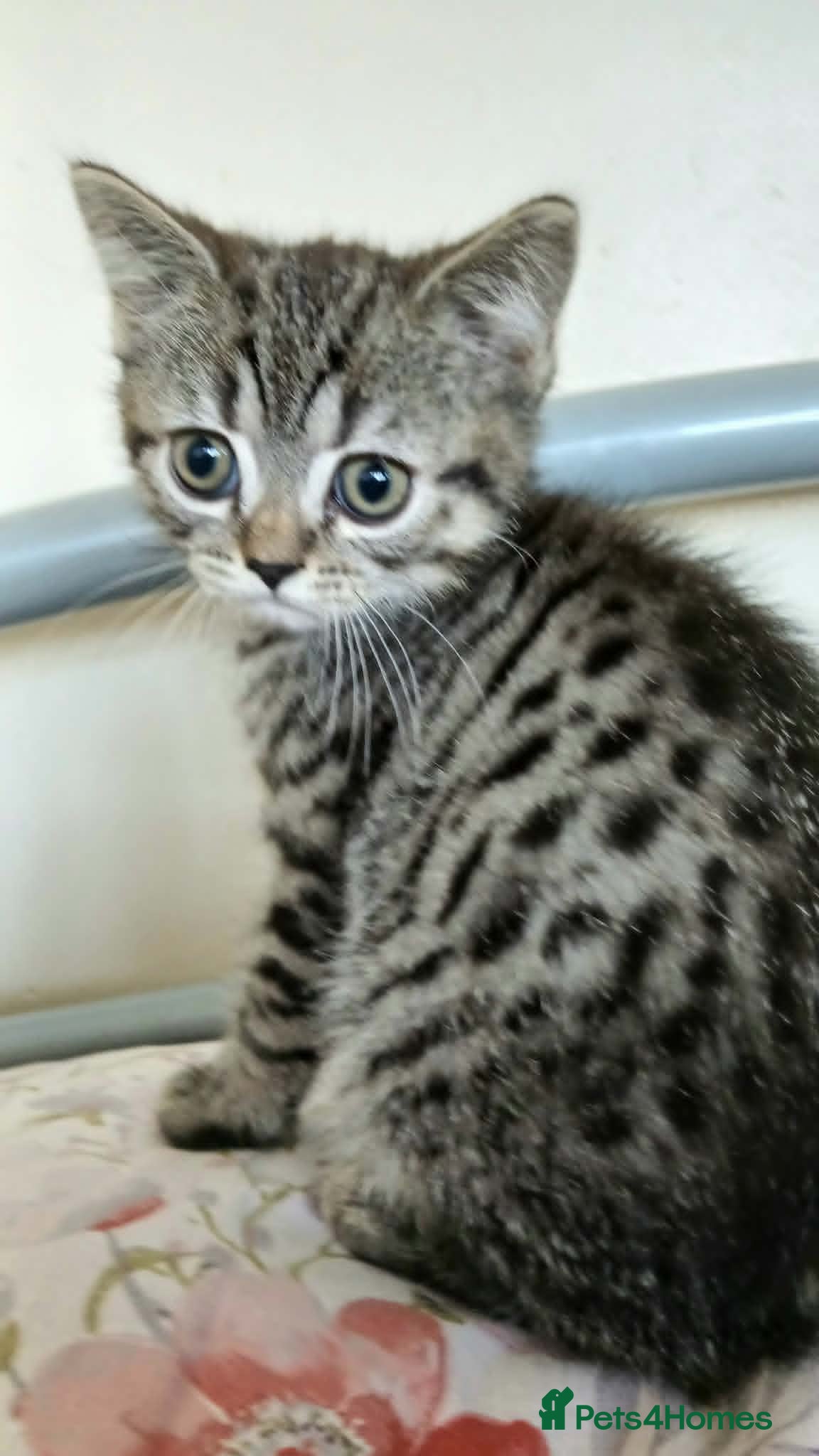 British Shorthair cats Bsh X Scotish straight kitten boy. - Advert 9