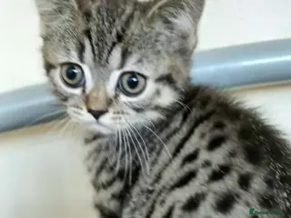 British Shorthair cats Bsh X Scotish straight kitten boy. - Advert 9
