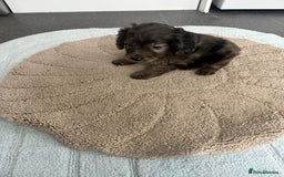 Cockapoo dogs for sale: Beautiful coloured cockapoo pups - Image 9