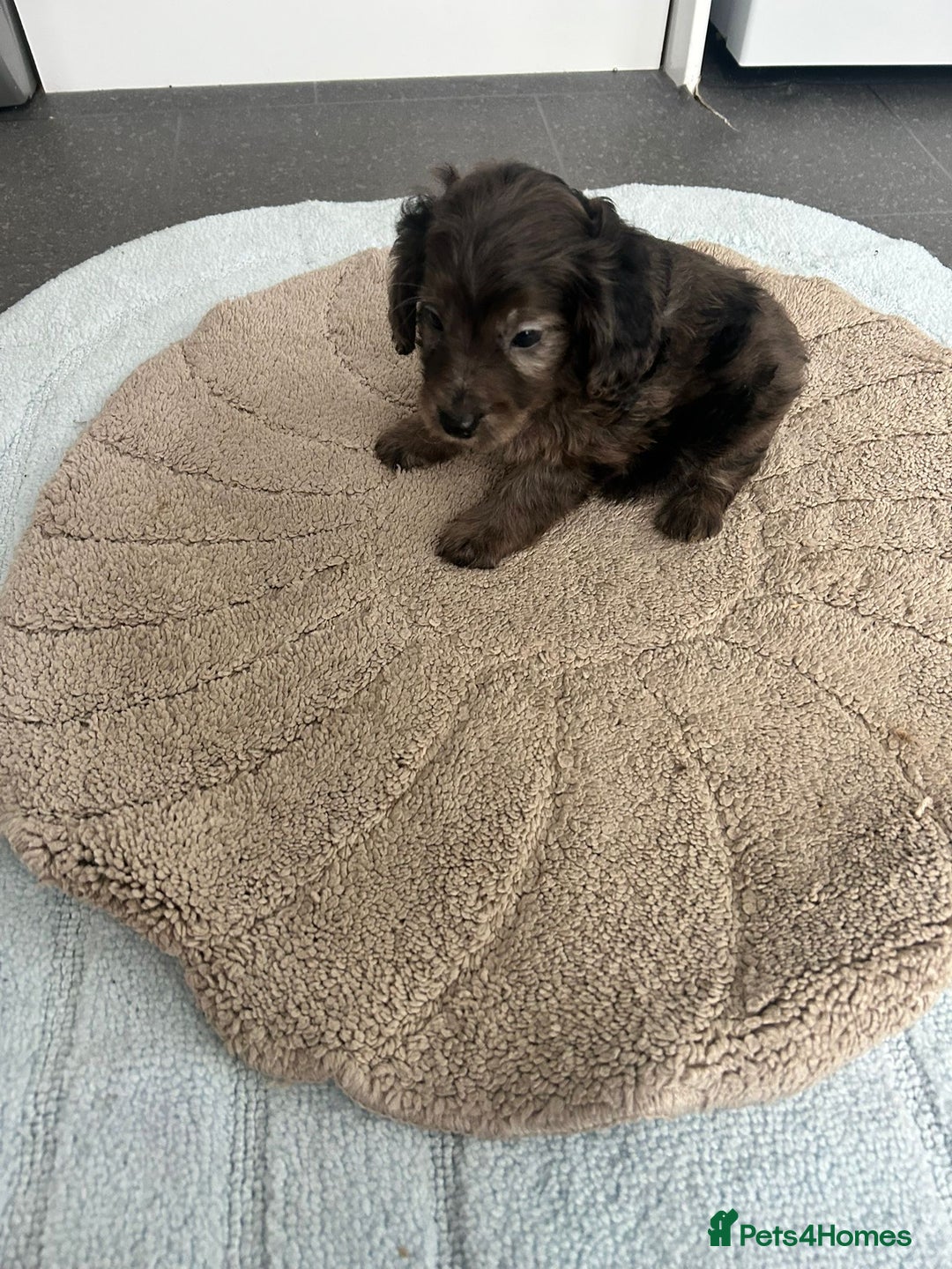 Cockapoo dogs for sale: Beautiful coloured cockapoo pups - Image 9