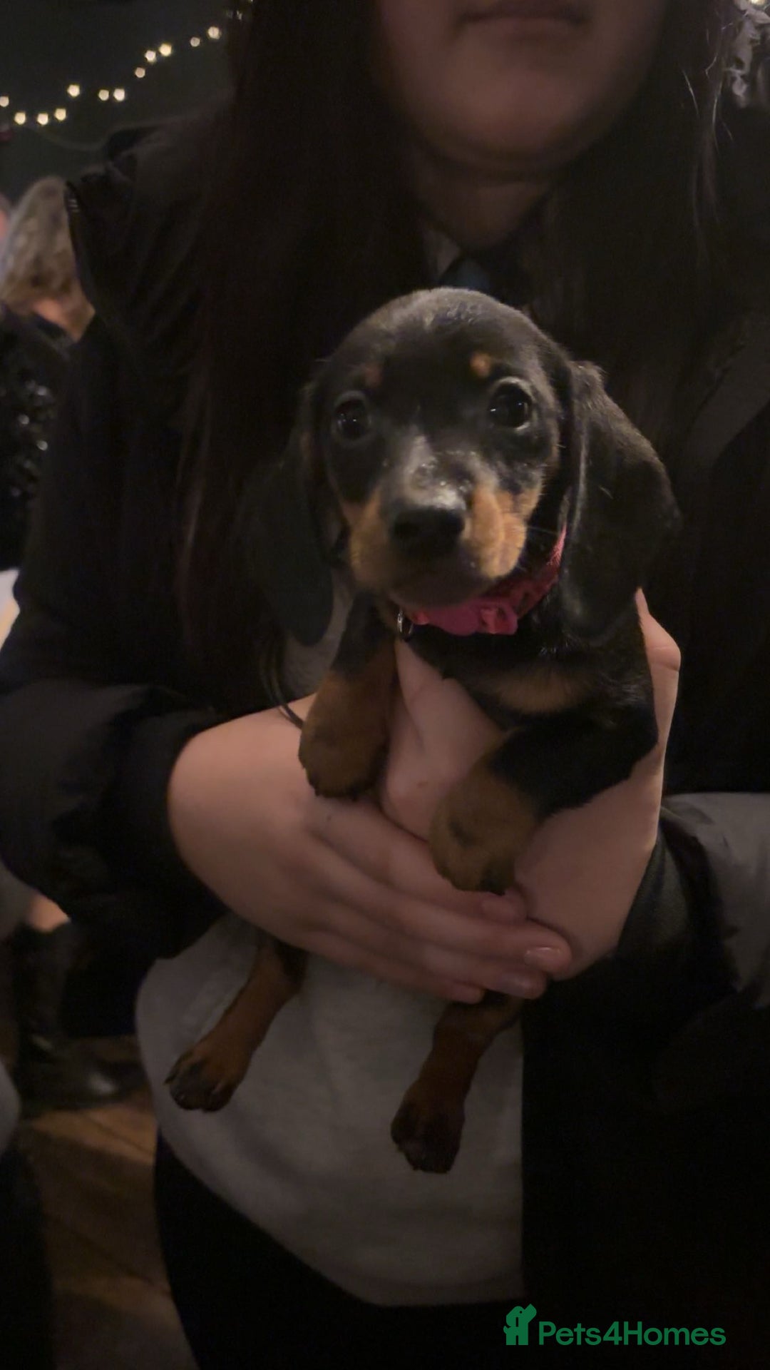 Miniature Dachshund dogs for sale: Black and Tan female miniature dachshund  - Advert 3