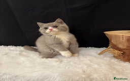 British Shorthair cats for sale: 💗 Gorgeous Full Pedigree BSH Trusted Breeder 💗 - Image 10