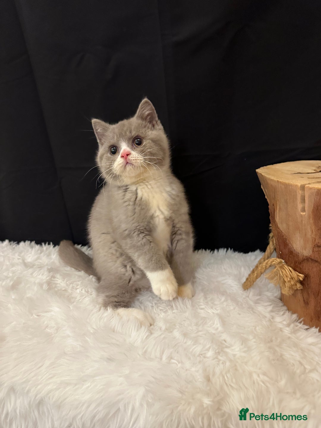 British Shorthair cats for sale: 💗 Gorgeous Full Pedigree BSH Trusted Breeder 💗 - Image 10