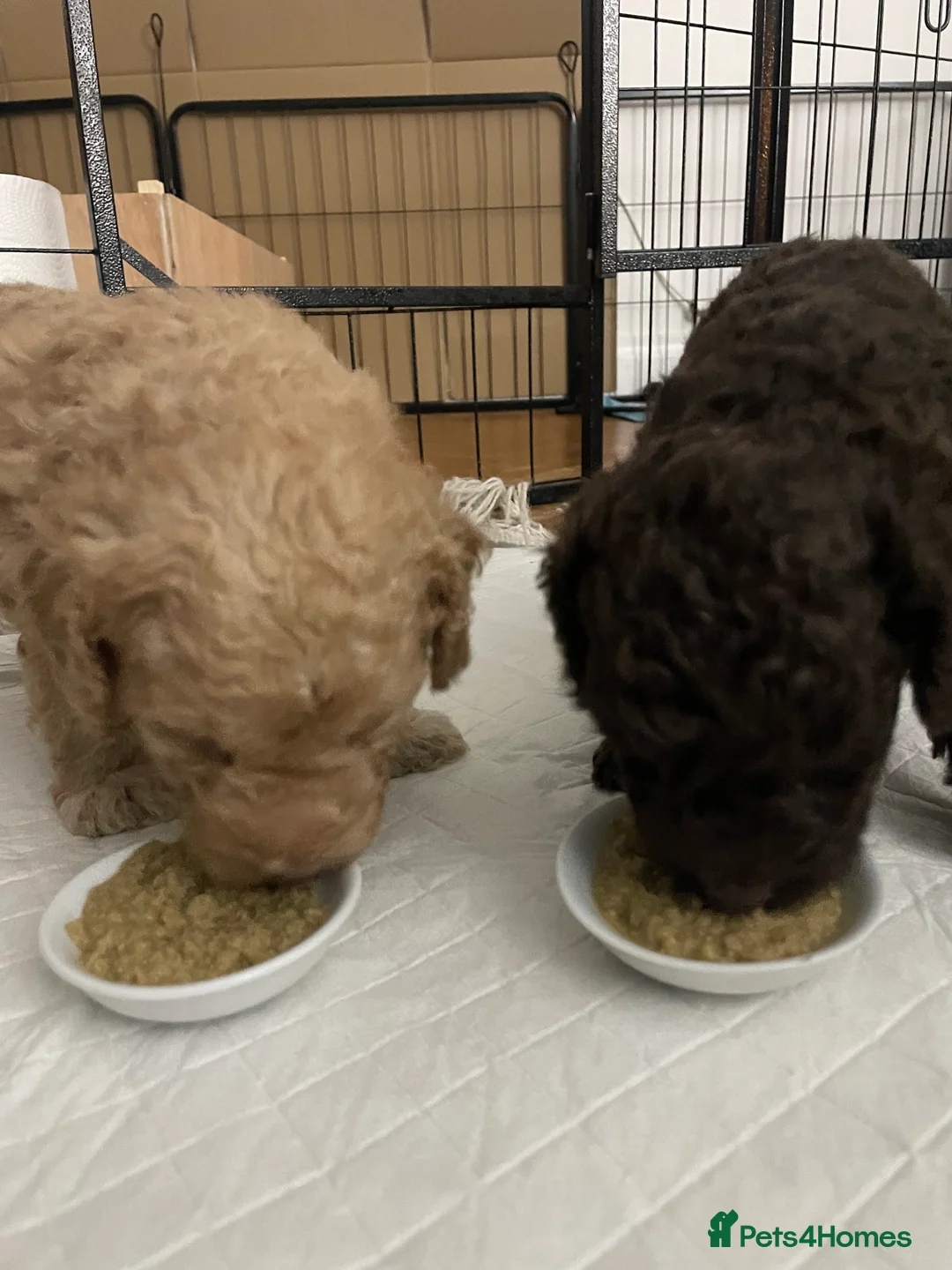 Cockapoo dogs for sale: Cockapoo F1b Puppies born 8 December  - Advert 9