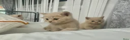 British Shorthair cats for sale: ⭐️ 6 BRITISH CREAM SHORTHAIR ⭐️ - Advert 15