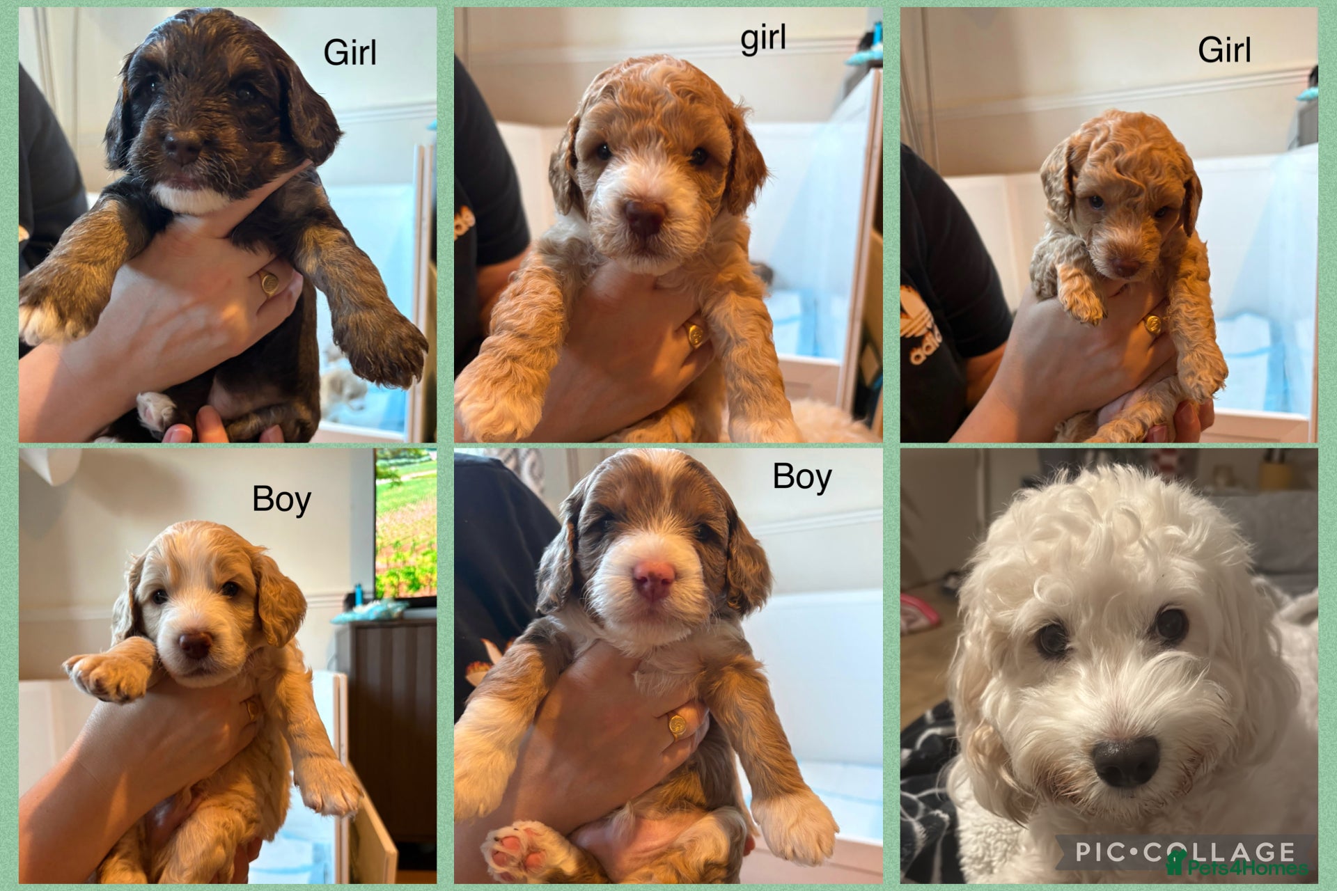 Cockapoo dogs Beautiful F2b Cockapoo puppies - Advert 2