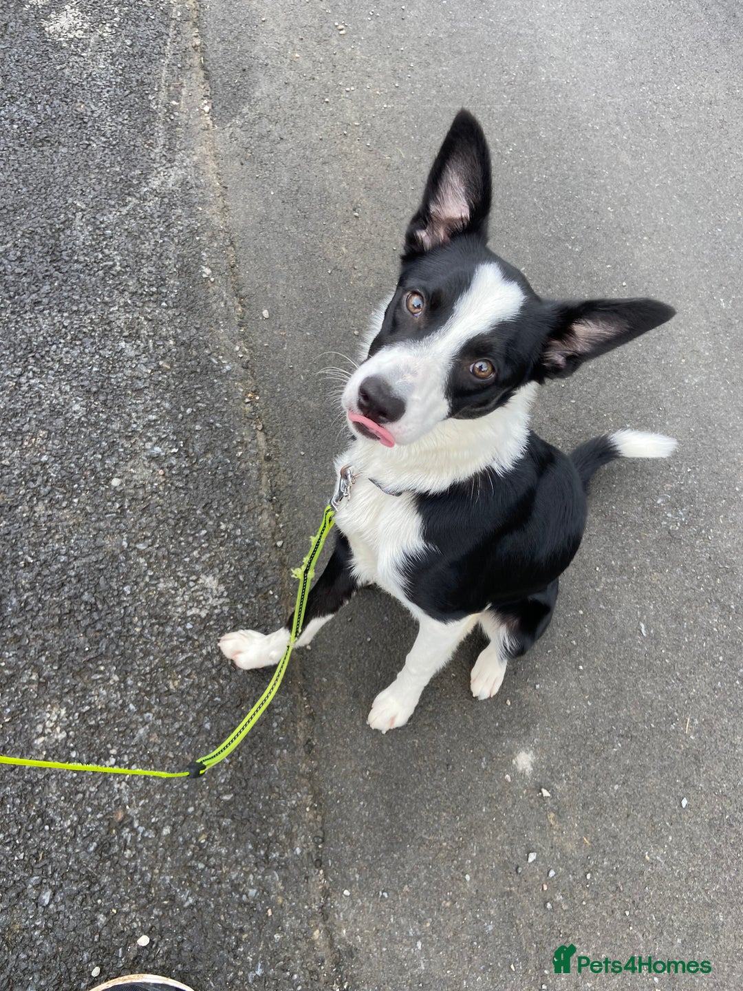 Border Collie dogs for sale: Nugget - 2 year old - Border Collie - Advert 5
