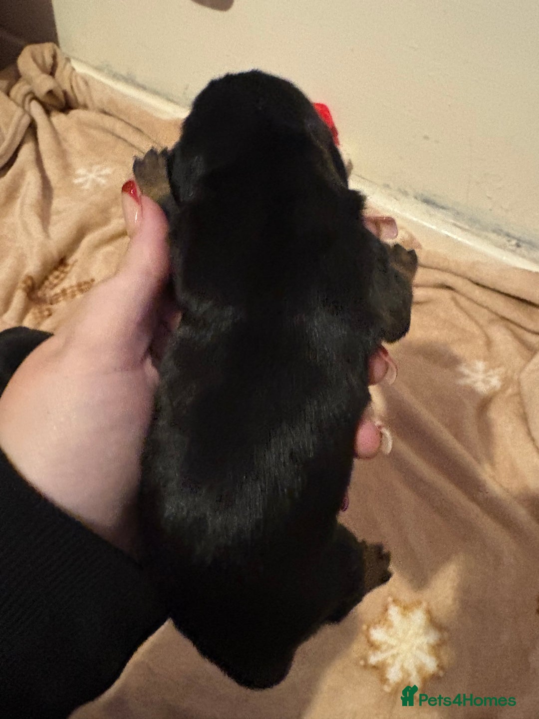 Miniature Dachshund dogs for sale: one girl miniature dachshund  - Advert 14