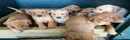 Labrador Retriever dogs for sale: Fox red and yellow labradors in Leyburn - Advert 3