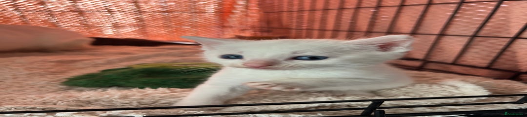 Turkish Angora Kitten 4