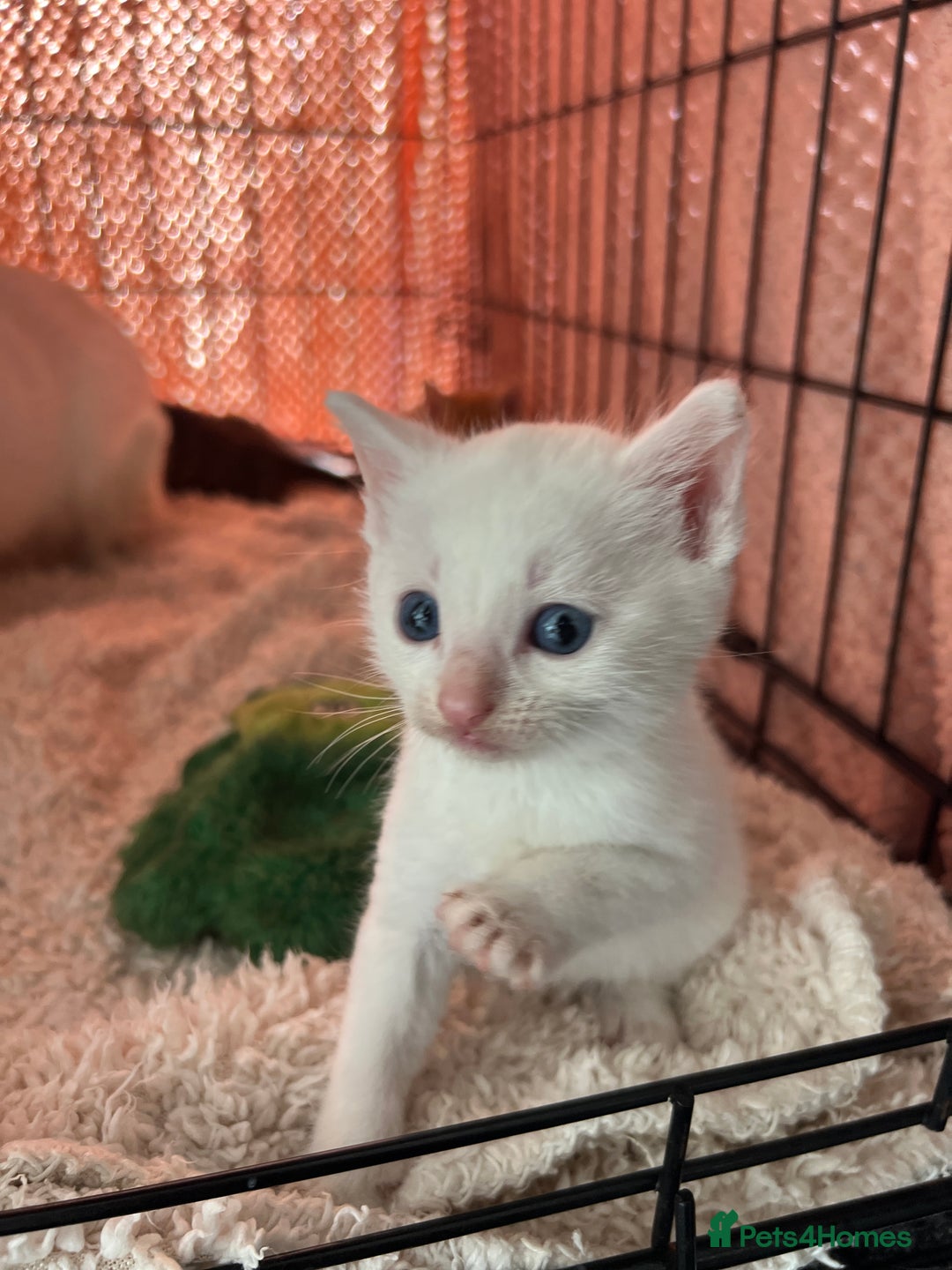 Turkish Angora cats for sale: 🐯 Beautiful Turkish Angora kittens 🐯  - Image 12