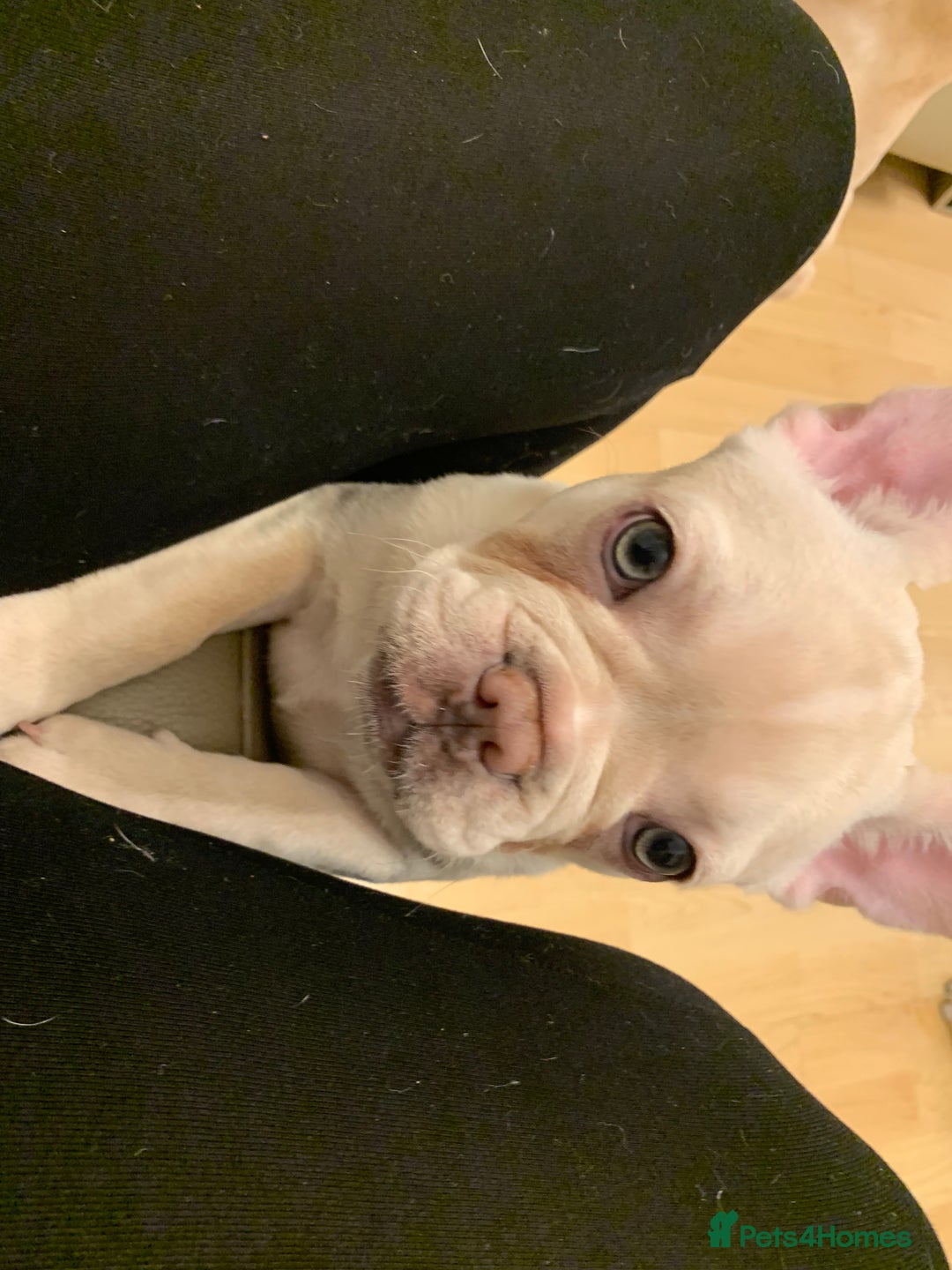 French Bulldog dogs for sale: 5 beautiful French bulldog puppies  - Advert 11