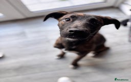 Mixed Breed dogs for sale: Staffxlab for sale  - Image 2