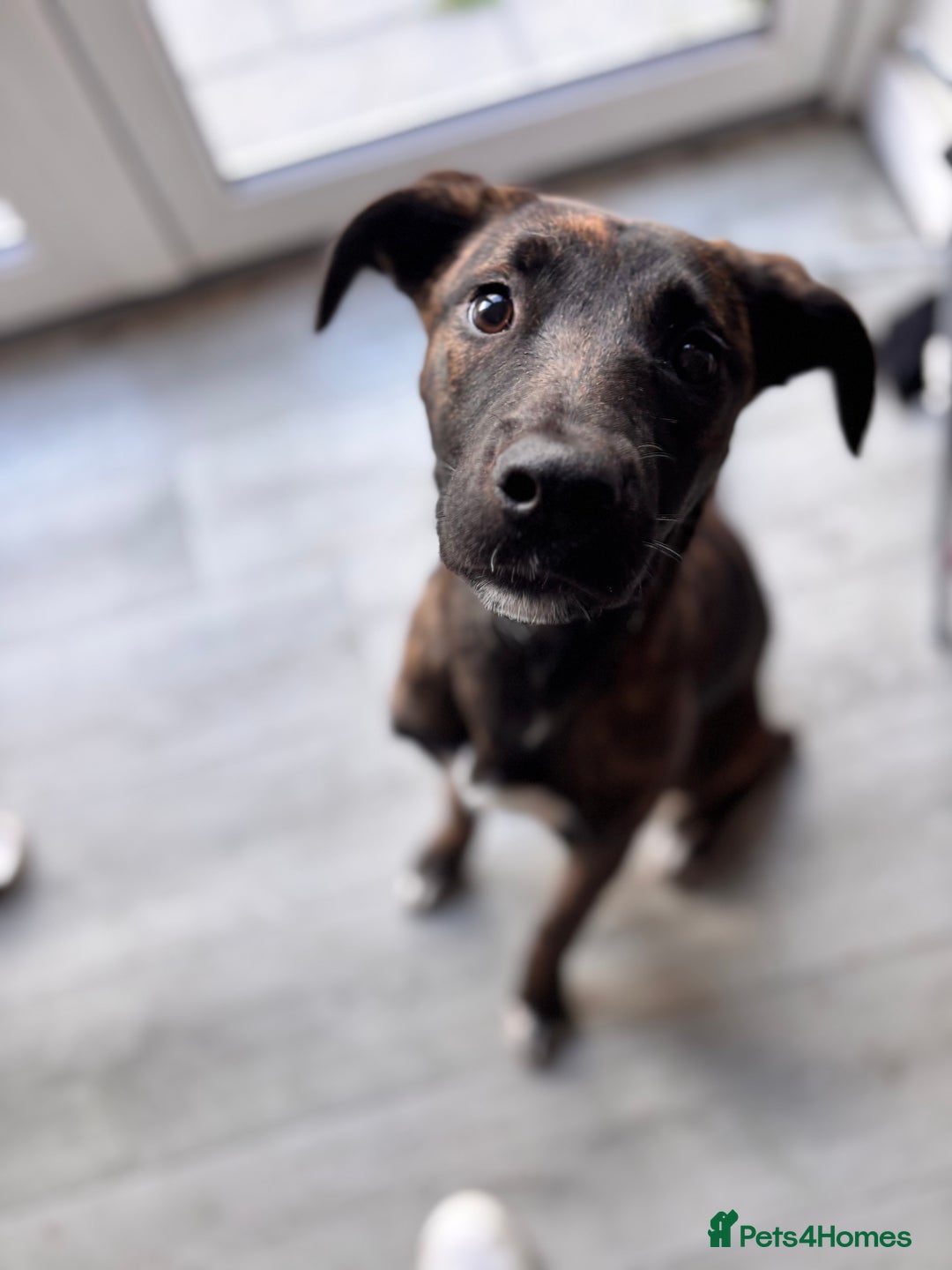 Mixed Breed dogs for sale: Staffxlab for sale  - Image 2