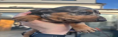 Miniature Dachshund 1