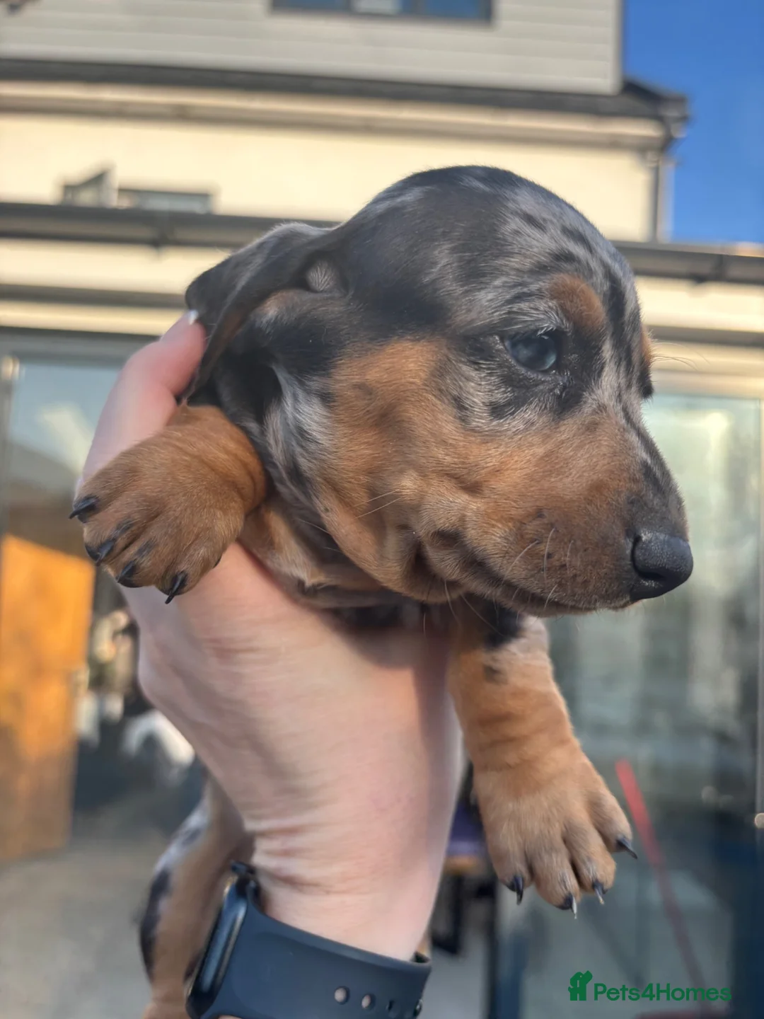 Miniature Dachshund dogs for sale: Mini dachshund- blue and silver dapple  - Advert 5