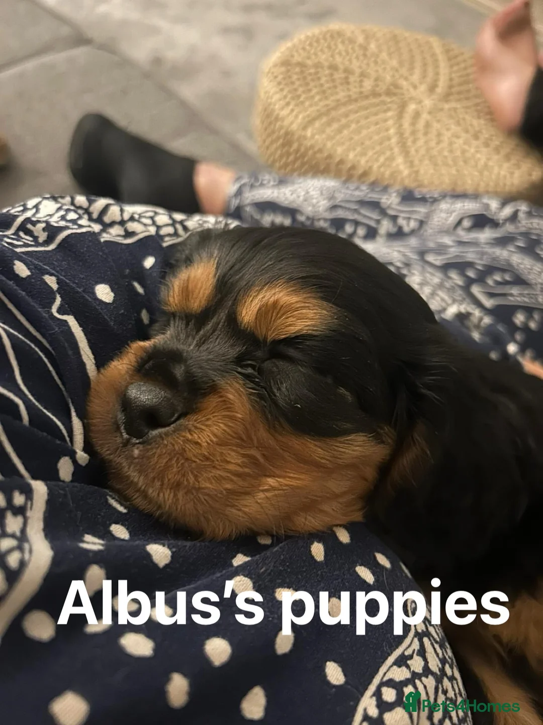 Cavalier King Charles Spaniel dogs for stud: KC Reg Health Tested Proven Cavalier King Charles in Salisbury - Advert 17