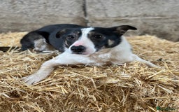 Border Collie dogs for sale: 21 Month Old Border Collie Bitch  - Image 2
