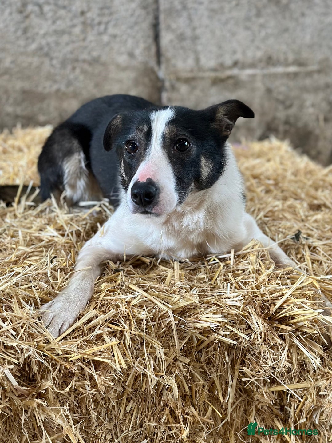 Border Collie dogs for sale: 21 Month Old Border Collie Bitch  - Image 2