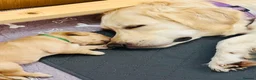 Golden Retriever dogs for sale: KC Registered Golden Retriever Puppies    - Advert 13