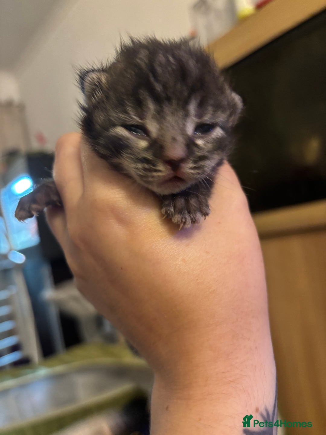 Mixed Breed cats for sale: Adorable Kittens Available  - Image 12